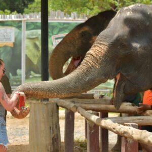 P021 Elephant Jungle Sanctuary Phuket